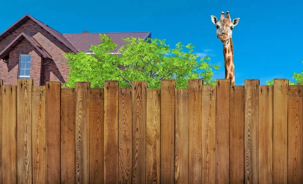 Neugierige Nachbarin Hinter Gartenzaun Und Haus — Stockfoto