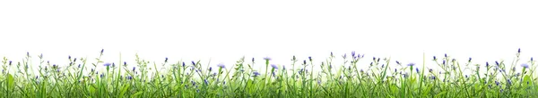 Flores Azuis Grama Isolada Fundo Branco — Fotografia de Stock