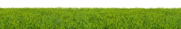 Green Grass Field Isolated White Background — Stock Photo, Image