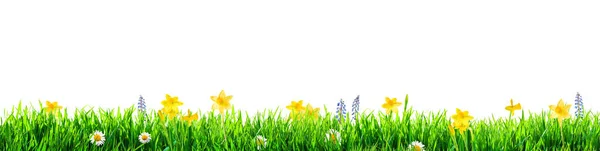 Gräs Och Våren Blommor Bakgrund — Stockfoto