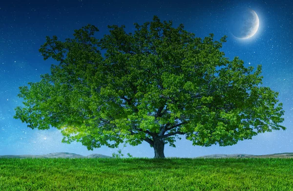 Copac Lună Iarbă Verde Câmp Peisaj Noapte — Fotografie, imagine de stoc