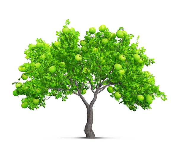 Grüner Apfelbaum Isoliert Illustration — Stockfoto