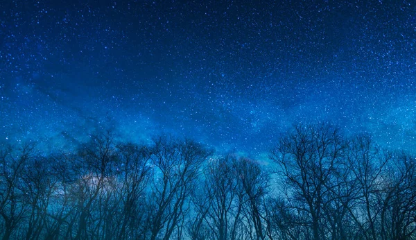 Natt Stjärnor Himmel Och Skog — Stockfoto