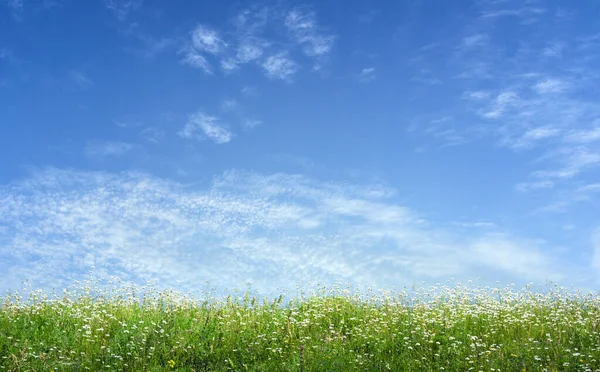 Prairie Herbe Verte Printemps Avec Des Fleurs — Photo