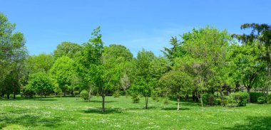 Panorama arka bahçesi ve bahçesinde ağaçlar ve çimenler