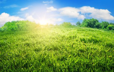 yeşil çimenler tarlada, doğal manzara gündoğumunda