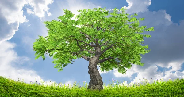 Träd Och Sommar Grönt Gräs Fält Landskap Hållbarhet Koncept — Stockfoto
