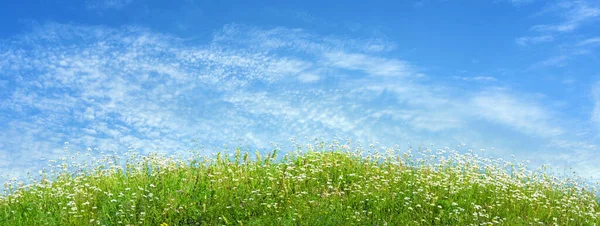 春の緑の草の草原に花 — ストック写真