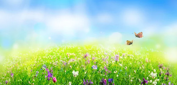 Grönt Gräs Och Vilda Blommor Fält Naturligt Landskap Bakgrund Sommaren — Stockfoto