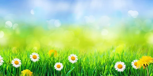 Grönt Gräs Med Våren Blommor Abstrakt Bakgrund — Stockfoto