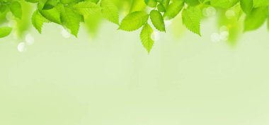 Yaprakları doğal arkaplan olan yeşil dal