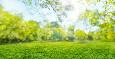 Yumuşak odak çayırdaki çimenler ve bahar parkındaki ağaçlar bulanık