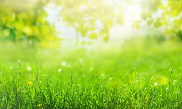 緑の草の背景に太陽の光と緑の葉の枝 — ストック写真