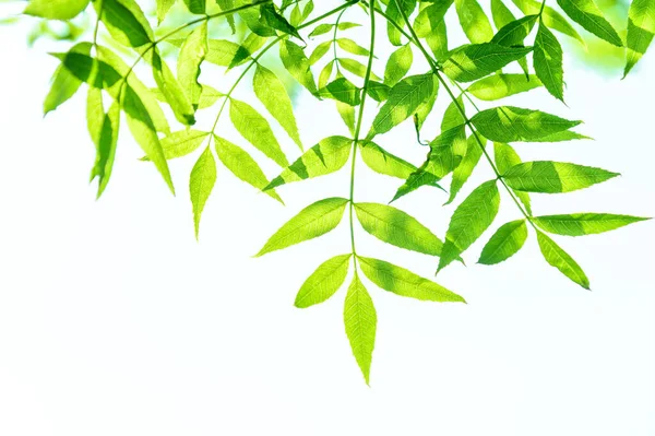 緑の枝と葉の自然な背景 — ストック写真