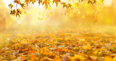 Turuncu yapraklar parkta, sonbahar doğal arka plan