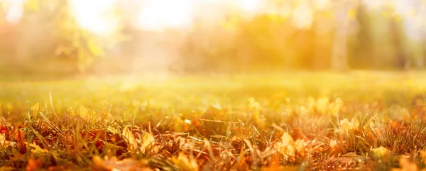 Hojas Otoño Naranja Parque Fondo Natural Otoño — Foto de Stock