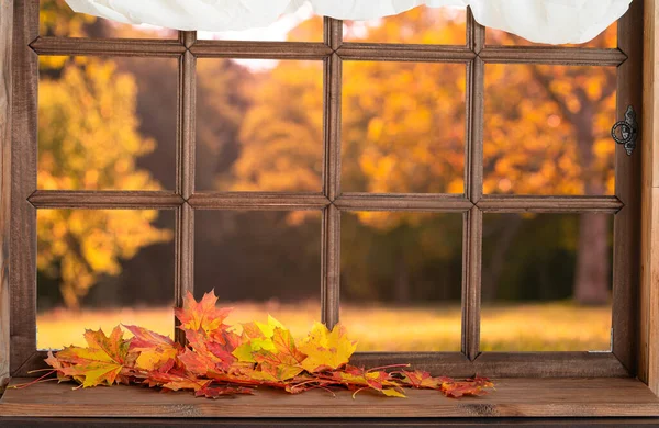 Stare Drewniane Okno Widok Autmn Podwórko Żółtymi Opadającymi Liśćmi — Zdjęcie stockowe