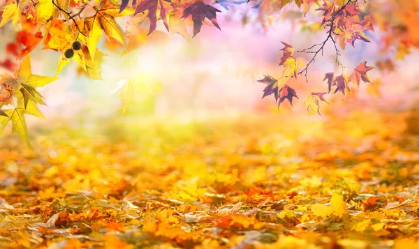Pomarańczowy Jesień Liście Parku Złoty Jesień Naturalne Tło — Zdjęcie stockowe