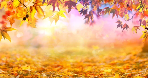 Feuilles Automne Orange Dans Parc Fond Naturel Automne Doré — Photo