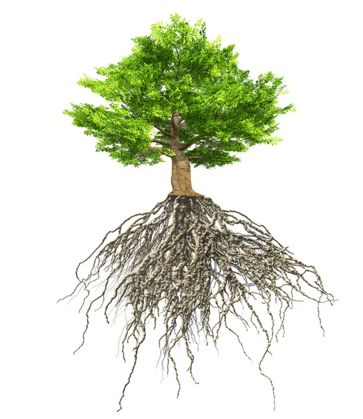 具有根隔离的树 3D插图 — 图库照片