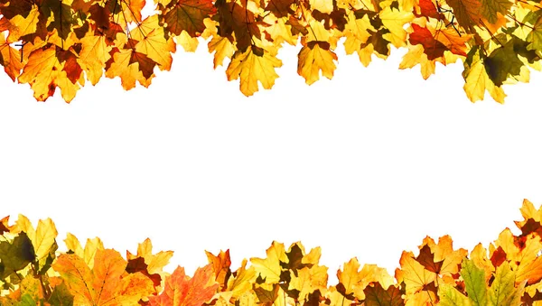Jesień Klon Liście Izolowane Białym Tle — Zdjęcie stockowe