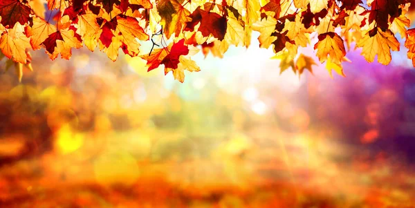 Orange Fall Leaves Autumn Natural Background — Stock Photo, Image