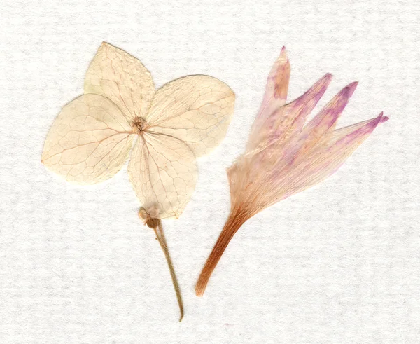Eski bir kağıt ile kuru çiçekler — Stok fotoğraf