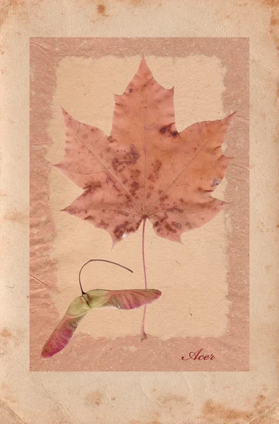 Ancien fond de papier avec la feuille d'érable — Photo