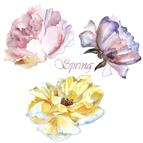 Illustration with flowers isolated on white background — Stock Photo, Image
