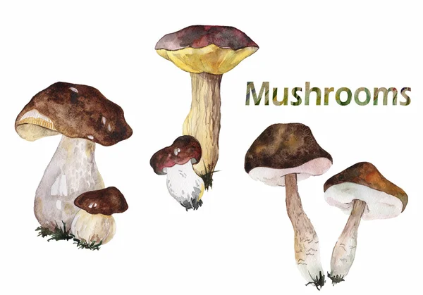 Set van bos paddestoelen — Stockfoto