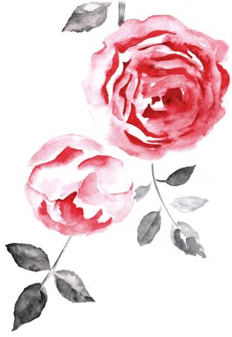 arka plan ile bir gül