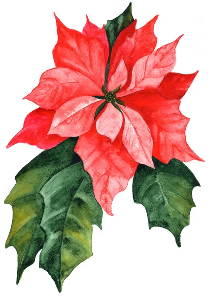 Ręcznie rysowane czerwony Boże Narodzenie poinsettia — Zdjęcie stockowe