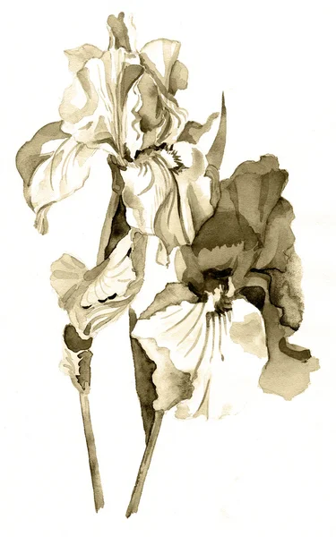 Iris in sepia — Stock Photo, Image