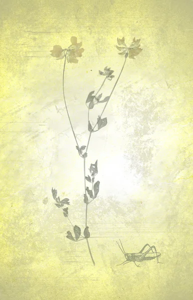 Eski bir kağıt bir çekirge ve çiçek — Stok fotoğraf