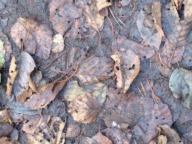 Sonbahar yapraklarının renkli arkaplanı