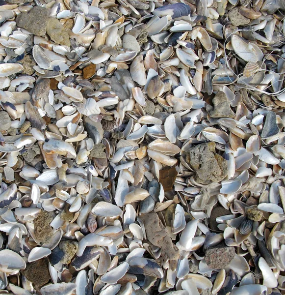 Fondo formado por grandes conchas marinas —  Fotos de Stock
