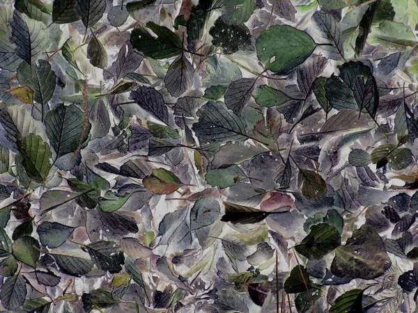 Kolorowe tło jesiennych liści — Zdjęcie stockowe