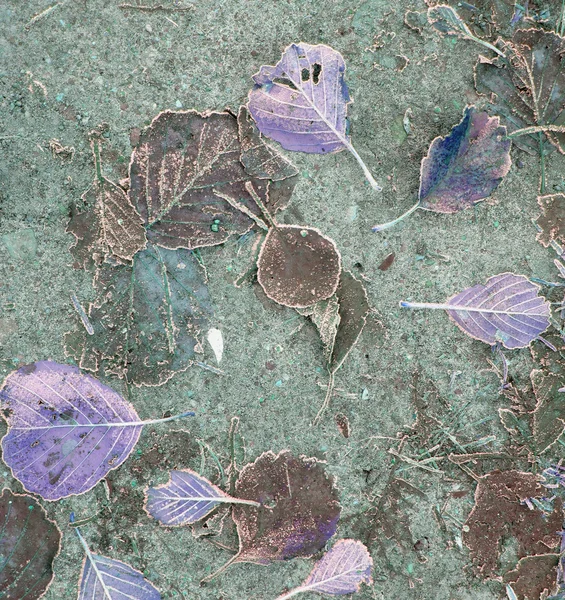 가을 잎의 다채 로운 배경 — 스톡 사진