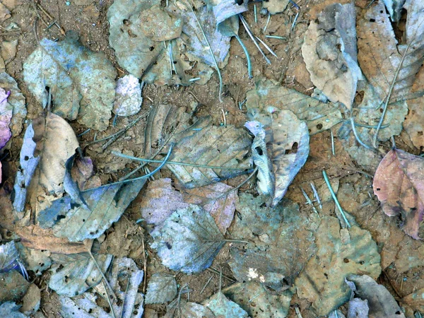 Цветной фон осенних листьев — стоковое фото
