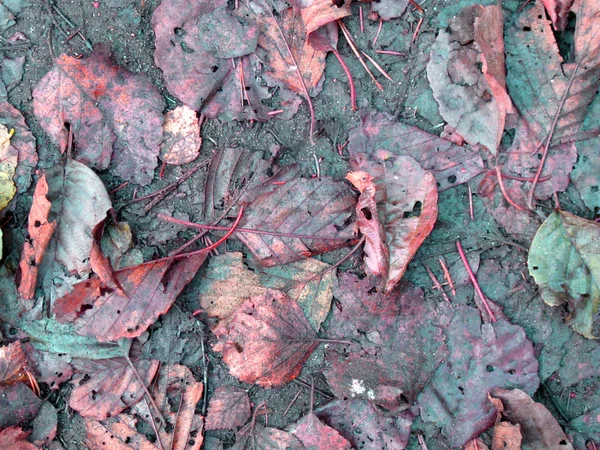 Fondo colorido de hojas de otoño —  Fotos de Stock