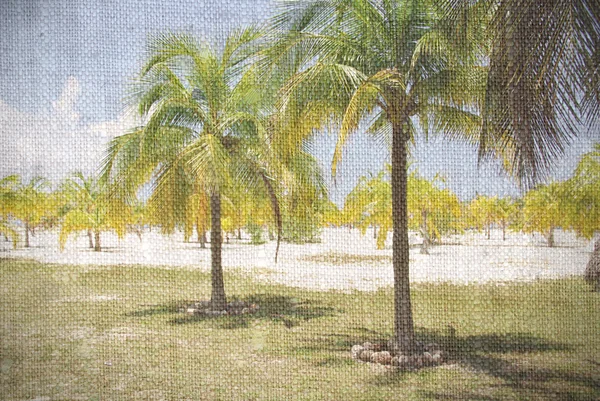 Praia caribenha com palmeiras, ilha paradisíaca — Fotografia de Stock