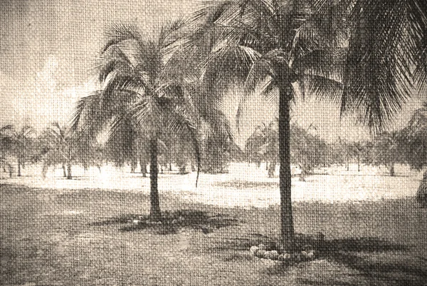 Playa caribeña con palmeras, isla paradisíaca —  Fotos de Stock