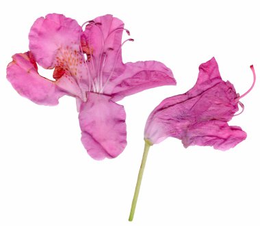 beyaz üzerine pembe renkli çiçek tomurcukları