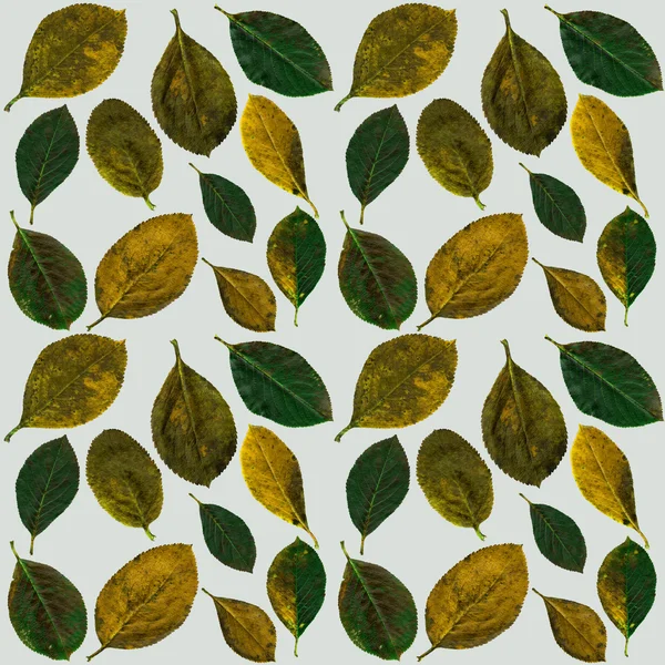 Фон осенних листьев — стоковое фото