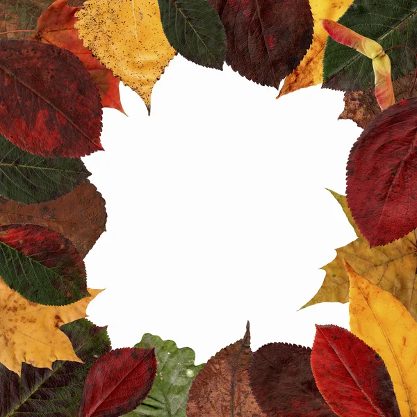 Frame of autumn leaves — Stock Photo, Image