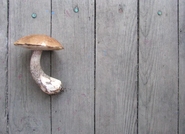 Wooden background and mushroom — Stock Photo, Image