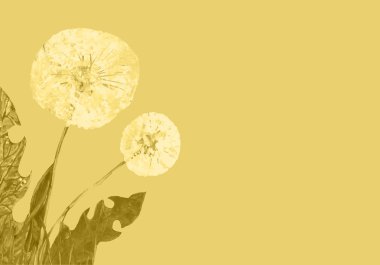 Beyaz dandelions gökyüzü karşı