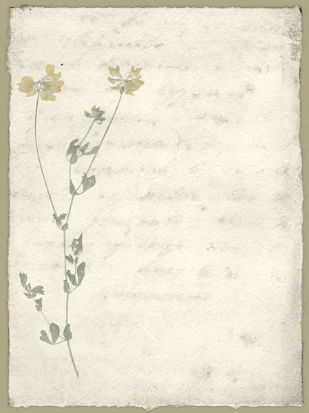 Papier vintage et feuille de l'herbier — Photo