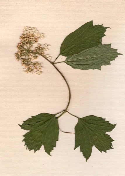 Вінтажний папір і квітка з гербарію — стокове фото