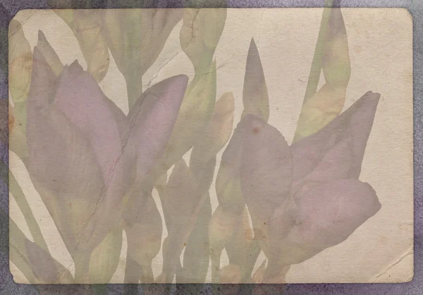 Våren iris blomma på grunge bakgrund — Stockfoto